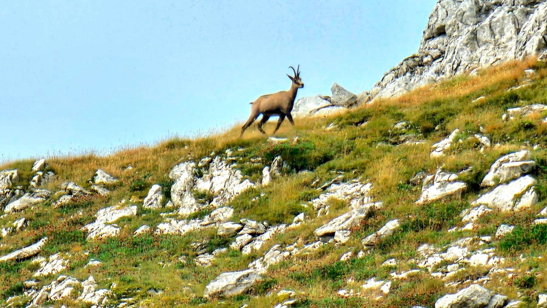 Magic Mountain Villa Žabljak Eksteriør bilde