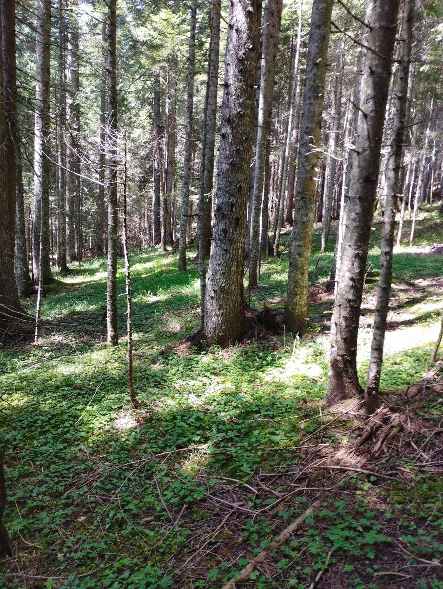 Magic Mountain Villa Žabljak Eksteriør bilde